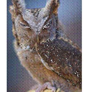 White Framed Winking Owl