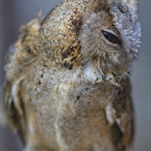Shy Owl