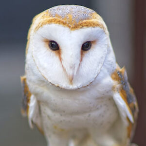 Barn Owl looking for Prey