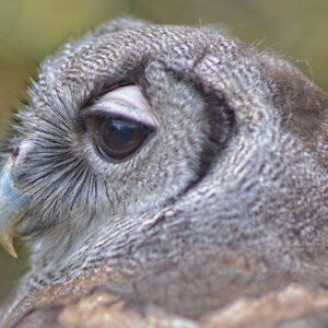 Owl #2