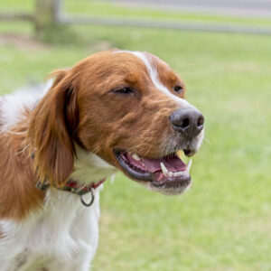 Dog #3