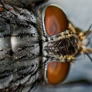 House Fly #2