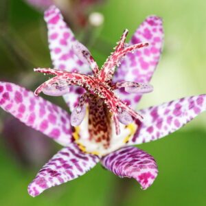 Tiny Orchid